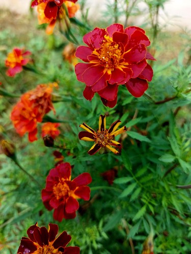 150 semi tagetes - 150, semi🏵tagetes