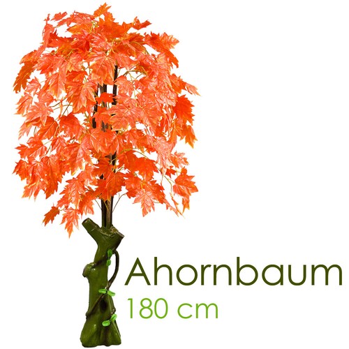 Acero albero - acero,